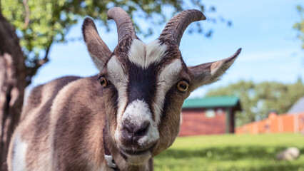 Head of a piebal horned goat in the pasture. Animal nose close-up, selective focus. Goat looking at the camera.