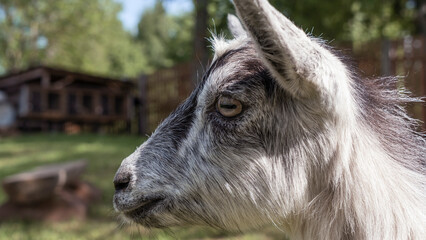 Head of a piebal young goat in the pasture. Animal nose close-up, selective focus. Goat looking at the camera.