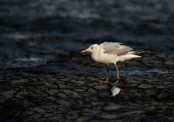 Sender-billed seagull with a fish at Tubli bay, Bahrain