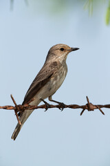 Spotted Flycatcher perched on fence wire, Bahrain