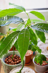 Young mango tree in a flower pot