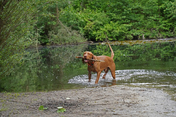 Water games at the lake with a Magyar Vizsla wirehair .