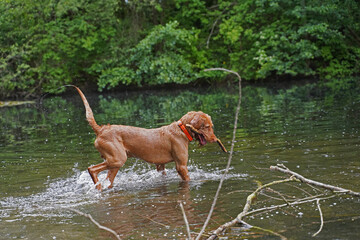 Water games at the lake with a Magyar Vizsla wirehair .