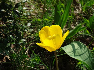 黄色いチューリップ