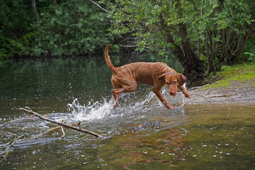 Water games at the lake with a Magyar Vizsla wirehair .