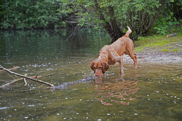 Water games at the lake with a Magyar Vizsla wirehair .