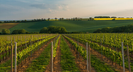 South Moravia landscape and farmland at sunrise