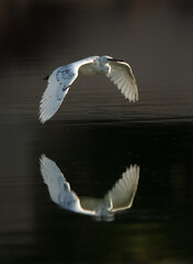 Western reef heron in flight with dramatic reflection on water at Tubli bay, Bahrain