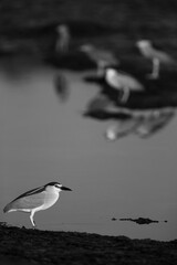 Black-crowned Night herons at Tubli bay, Bahrain. Selective focus on front heron