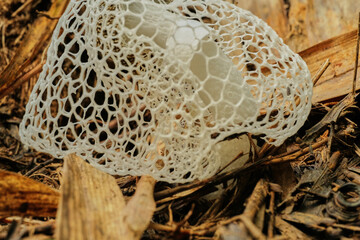 Bridal Veil Stinkhorn Phallus indusiatus bamboo mushrooms