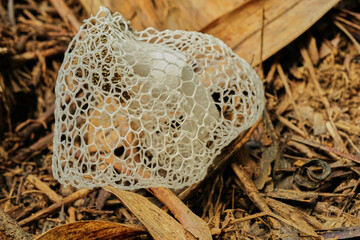 Bridal Veil Stinkhorn Phallus indusiatus bamboo mushrooms