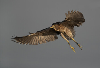 Black-crowned Night heron in flight at Tubli bay, Bahrain
