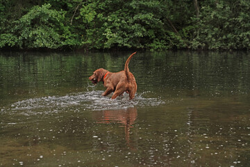 Water games at the lake with a Magyar Vizsla wirehair .