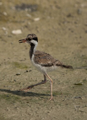 Red-wattled lapwing chick at Adhari, Bahrain