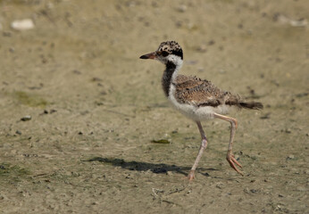 Portrait of a Red-wattled lapwing chick at Adhari, Bahrain