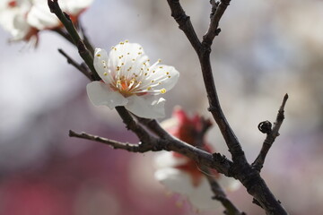 梅小路公園の白梅