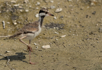 Closeup of a Red-wattled lapwing chick at Adhari, Bahrain
