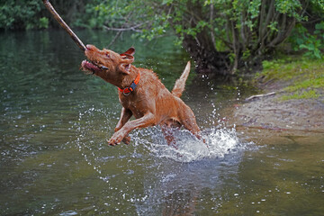 Water games at the lake with a Magyar Vizsla wirehair .