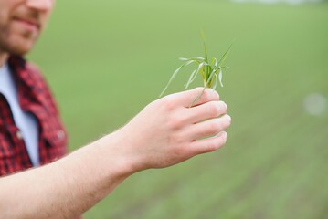 A young farmer inspects the quality of wheat sprouts in the field. The concept of agriculture