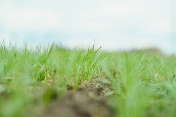 Handsome farmer. Young man walking in green field. Spring agriculture.