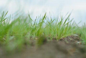 Handsome farmer. Young man walking in green field. Spring agriculture.