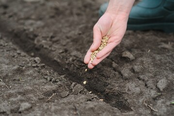 A woman's hand puts the seeds of a plant in the ground to help it grow and protect it. The concept of caring for plants and growing organic products