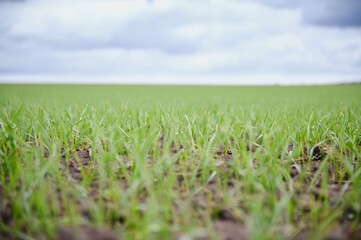 Obraz premium Sprouts of young barley or wheat that have just sprouted in the soil, dawn over a field with crops.