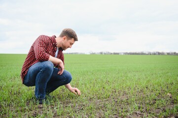 Fototapeta premium Farmer holds a harvest of the soil and young green wheat sprouts in his hands checking the quality of the new crop. Agronomist analysis the progress of the new seeding growth. Farming health concept