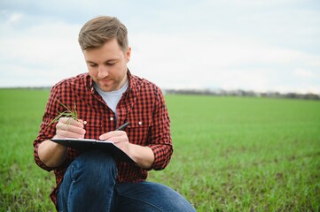 Farmer holds a harvest of the soil and young green wheat sprouts in his hands checking the quality of the new crop. Agronomist analysis the progress of the new seeding growth. Farming health concept