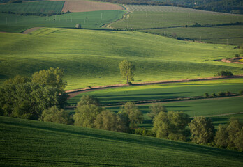 Obraz premium South Moravia Landscape on a beautiful day