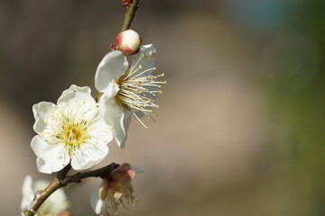 京都の北野天満宮の白梅