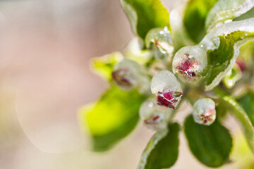 Frost protection irrigation. Frozen Apple Tree Blossom. Beautiful Spring Plants