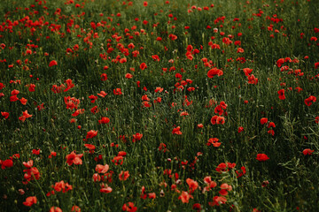 Obraz premium Close-up of blossoming red poppy surrounded by buds