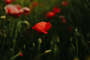 Fototapeta premium Close-up of blossoming red poppy surrounded by buds
