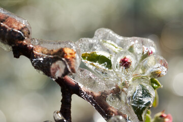 Frost protection irrigation. Frozen Apple Tree Blossom.