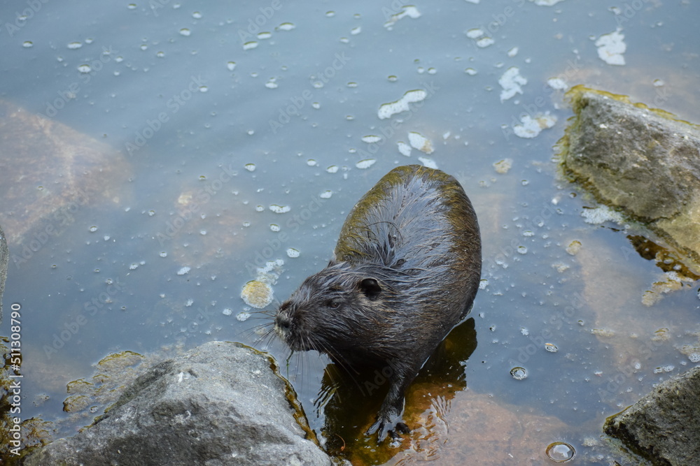 Wall mural nutria steht im wasser