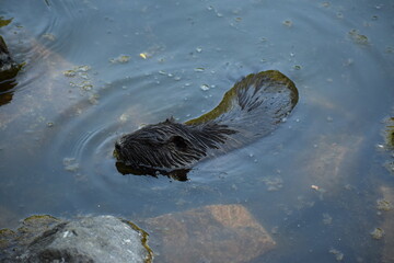 schwimmendes Nutria