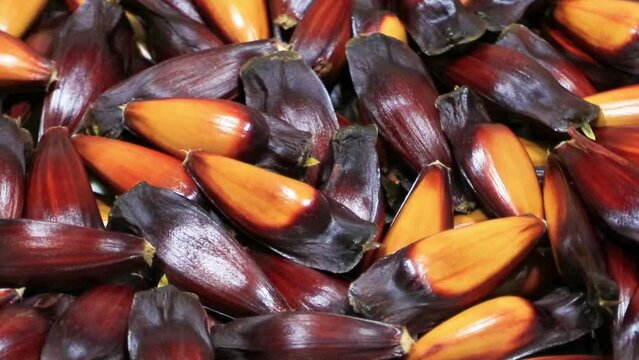 Closeup of pine nuts of the Brazilian araucaria tree rotating.