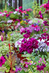 Fototapeta premium Brightly coloured potted flowering plants including petunias, phlox and pericallis cruenta, in the Palm House and Main Range of glasshouses in the Glasgow Botanic Gardens, Scotland UK.