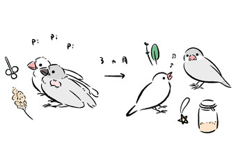 ひなから若鳥になる文鳥