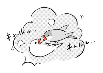 けんかする文鳥