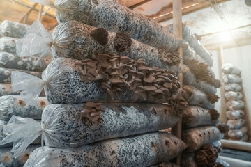 Mushroom Farm, cultivation and growing fungus in organic soil material.