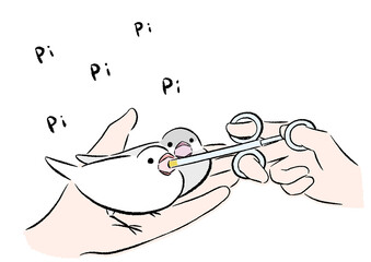 さし餌をねだる文鳥