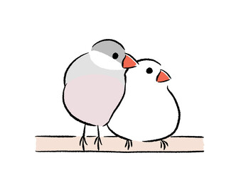 くっつき文鳥
