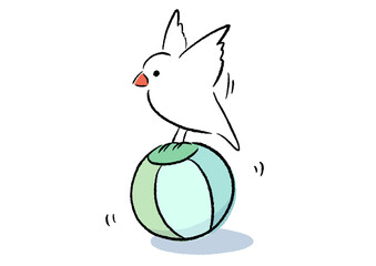 おもちゃで遊ぶ文鳥