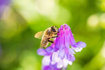 Honeybee, Latin Apis Mellifera, european or western honey bee sitting on common vetch or tares flower. Polination of crops concept.