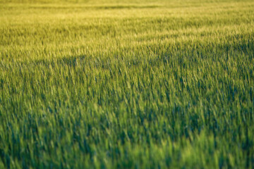 Afternoon sun shines to green young wheat field, shallow depth of field detail, only few leaves and stalks in focus
