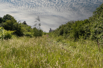 meadow in the mountains