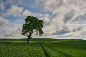 Fototapeta premium Lonely tree among fields where wheat grows, Poland