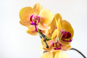 Orchidaceae - a family of plants from the angiosperm group, including about 21,950–26049 accepted...